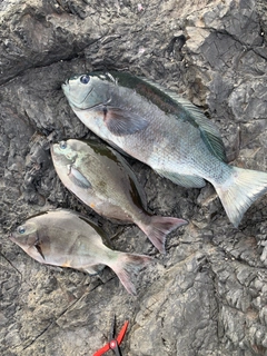 クチブトグレの釣果