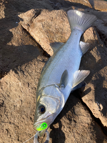 ヒラスズキの釣果