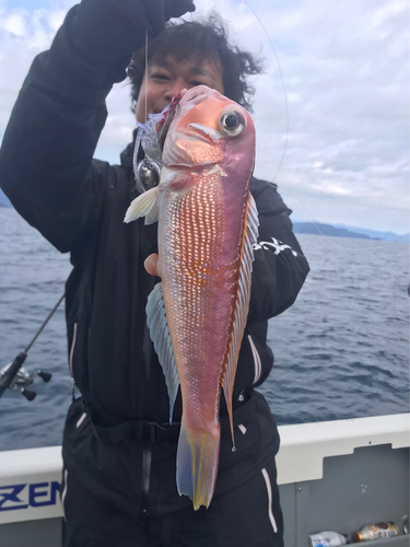 アマダイの釣果