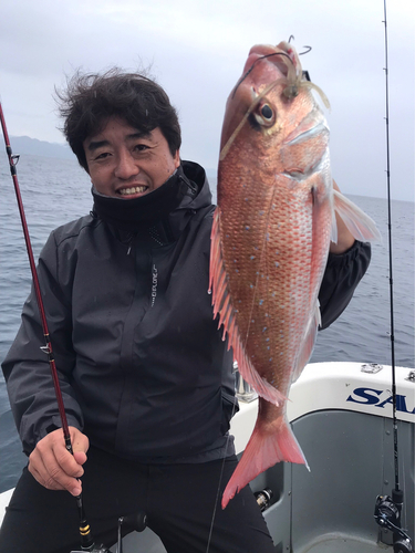 マダイの釣果