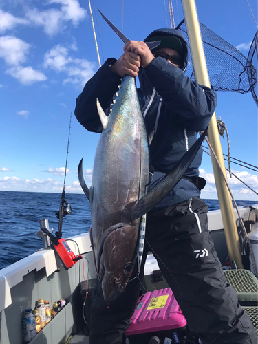 ビンチョウマグロの釣果