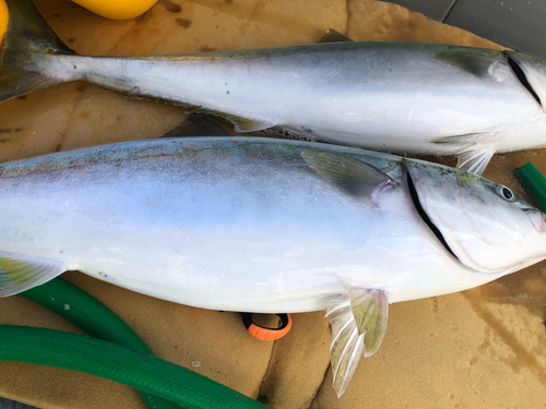 ブリの釣果