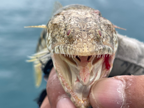 エソの釣果