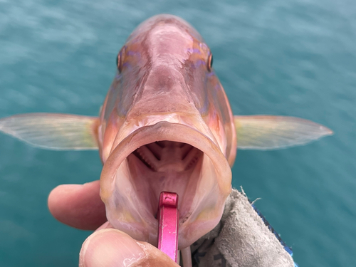 マルクチヒメジの釣果