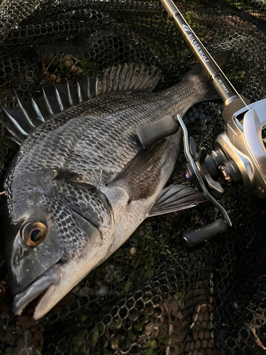 クロダイの釣果