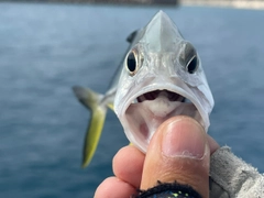 ギンガメアジの釣果