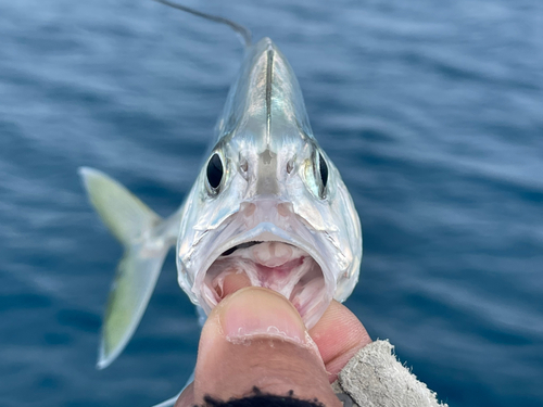 リュウキュウヨロイアジの釣果