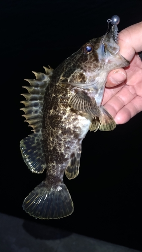 タケノコメバルの釣果