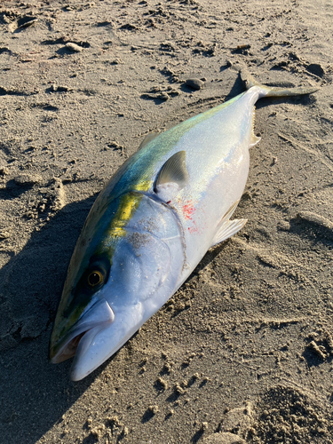 ブリの釣果