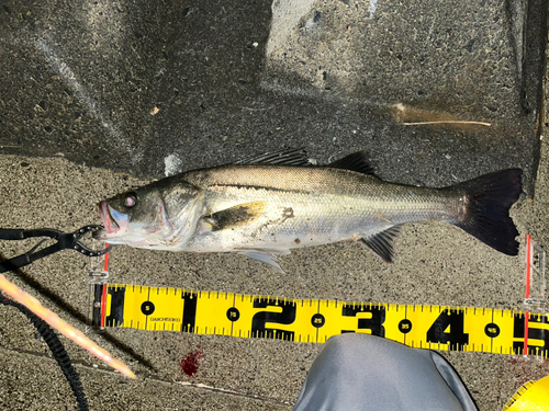 フッコ（マルスズキ）の釣果