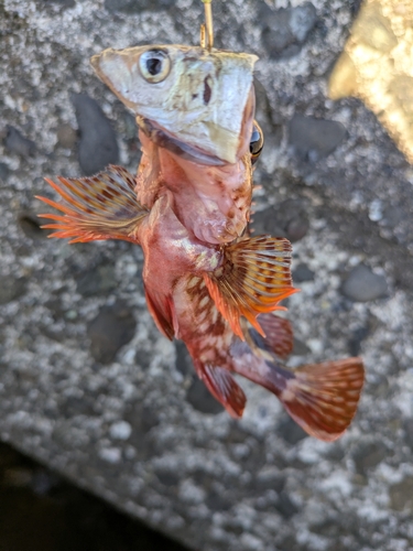 カサゴの釣果