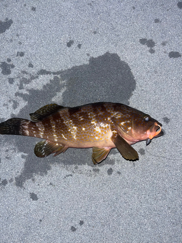 アコウの釣果