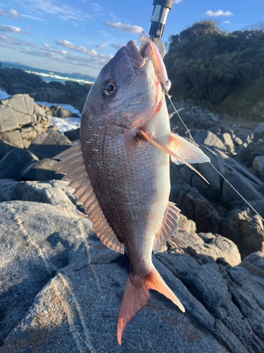 タイの釣果