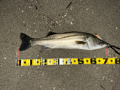 スズキの釣果