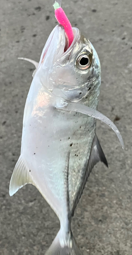 相模川下流