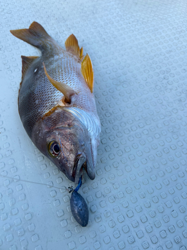 シブダイの釣果