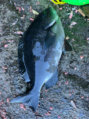 メジナの釣果