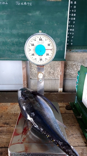 ビンチョウマグロの釣果