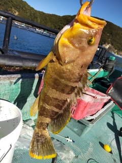 アオハタの釣果