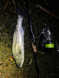 スズキの釣果