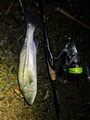 スズキの釣果