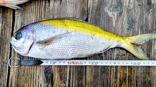 ウメイロの釣果