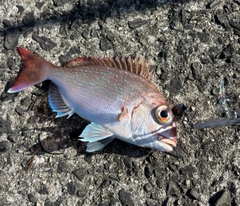 タイの釣果