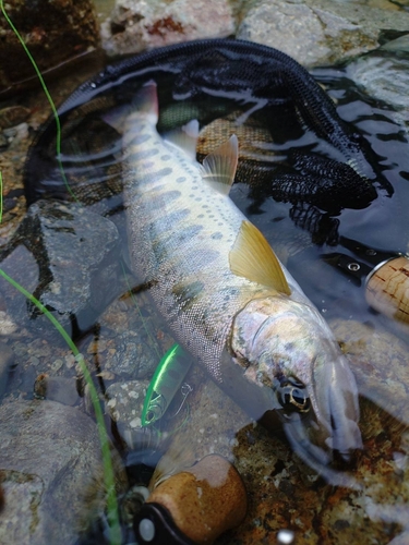 ヤマメの釣果