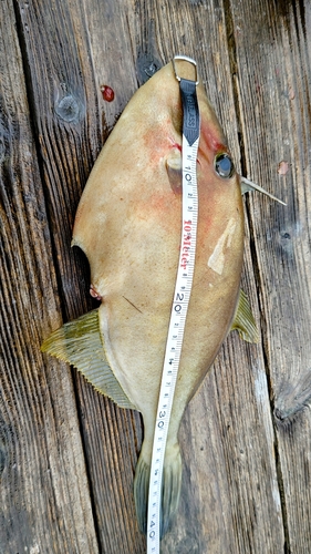 ウマヅラハギの釣果