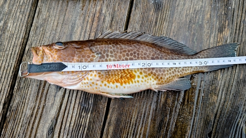 オオモンハタの釣果