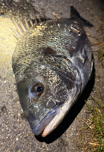 チヌの釣果