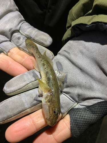 マハゼの釣果