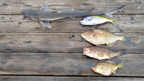 エイラクブカの釣果