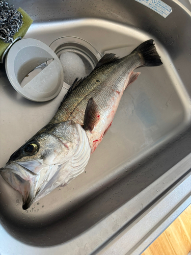 スズキの釣果