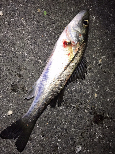 セイゴ（マルスズキ）の釣果