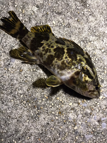 タケノコメバルの釣果