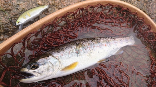 アマゴの釣果