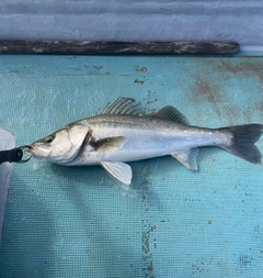 スズキの釣果