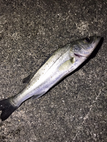 セイゴ（マルスズキ）の釣果