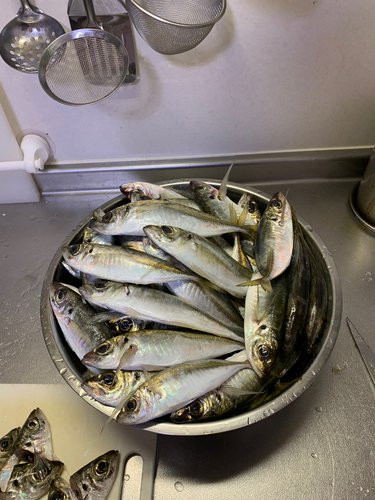 アジの釣果