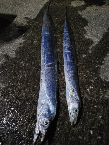 タチウオの釣果