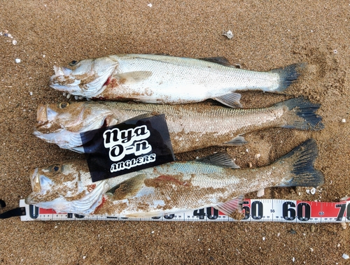 シーバスの釣果