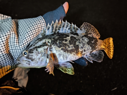 タケノコメバルの釣果