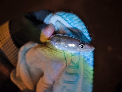 アナゴの釣果