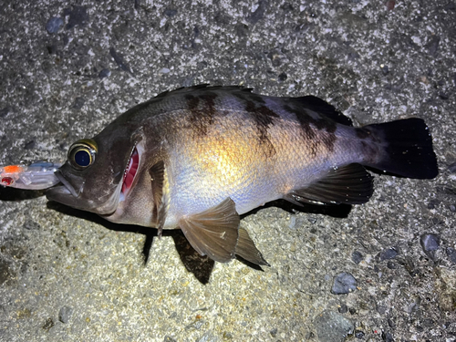 メバルの釣果