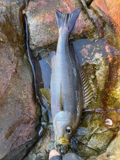 イサキの釣果