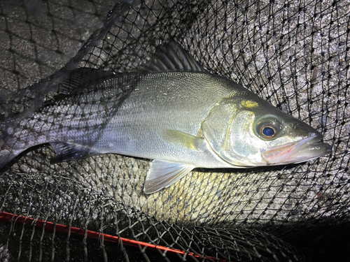 ヒラスズキの釣果