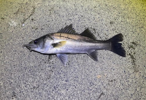 スズキの釣果