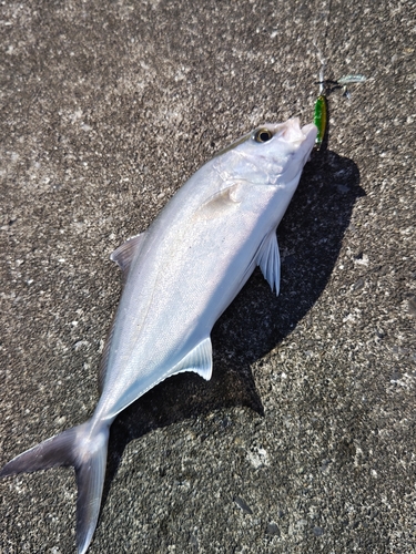 カンパチの釣果