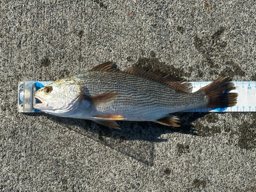 ニベの釣果